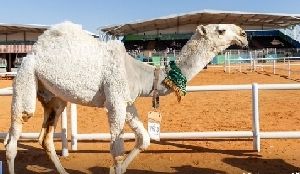 حاشي مفرود بلدي