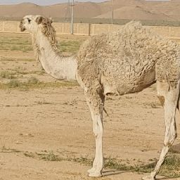 حاشي مفرود ناهي